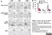 Anti Human CD3 Antibody, clone CD3-12 (Monoclonal Antibody Antibody) thumbnail image 28