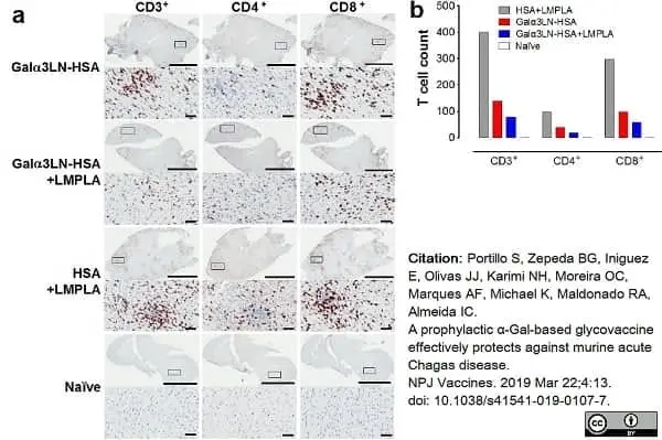 Anti Human CD3 Antibody, clone CD3-12 (Monoclonal Antibody Antibody) gallery image 28