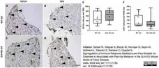 Anti Human CD3 Antibody, clone CD3-12 (Monoclonal Antibody Antibody) gallery image 29