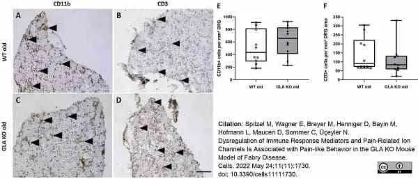 Anti Human CD3 Antibody, clone CD3-12 (Monoclonal Antibody Antibody) gallery image 29