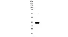 Anti Human CD3 Antibody, clone CD3-12 (Monoclonal Antibody Antibody) gallery image 3