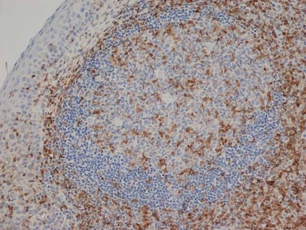 Anti Human CD3 Antibody, clone CD3-12 (Monoclonal Antibody Antibody) gallery image 2