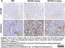 Anti Human CD3 Antibody, clone CD3-12 (Monoclonal Antibody Antibody) gallery image 33