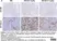 Anti Human CD3 Antibody, clone CD3-12 (Monoclonal Antibody Antibody) thumbnail image 33