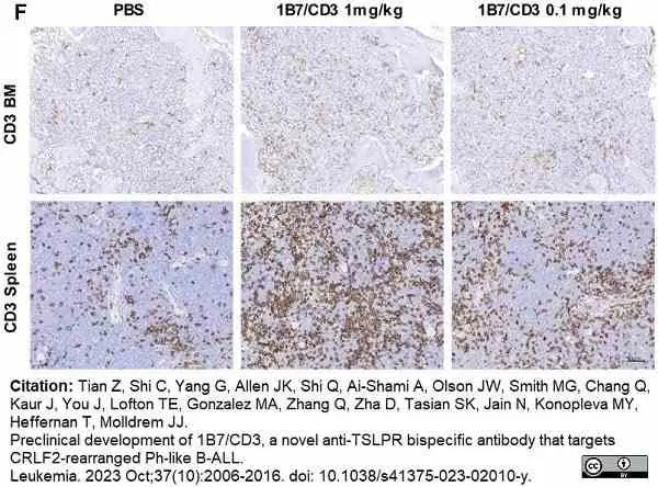 Anti Human CD3 Antibody, clone CD3-12 (Monoclonal Antibody Antibody) gallery image 33