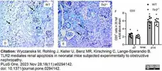 Anti Human CD3 Antibody, clone CD3-12 (Monoclonal Antibody Antibody) gallery image 34