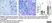 Anti Human CD3 Antibody, clone CD3-12 (Monoclonal Antibody Antibody) thumbnail image 34