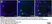 Anti Human CD3 Antibody, clone CD3-12 (Monoclonal Antibody Antibody) thumbnail image 35
