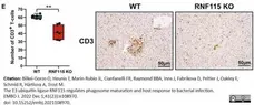 Anti Human CD3 Antibody, clone CD3-12 (Monoclonal Antibody Antibody) gallery image 37