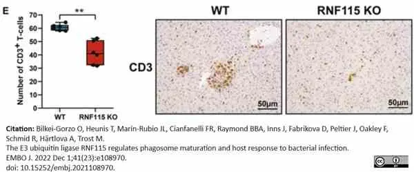 Anti Human CD3 Antibody, clone CD3-12 (Monoclonal Antibody Antibody) gallery image 37