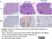 Anti Human CD3 Antibody, clone CD3-12 (Monoclonal Antibody Antibody) thumbnail image 38