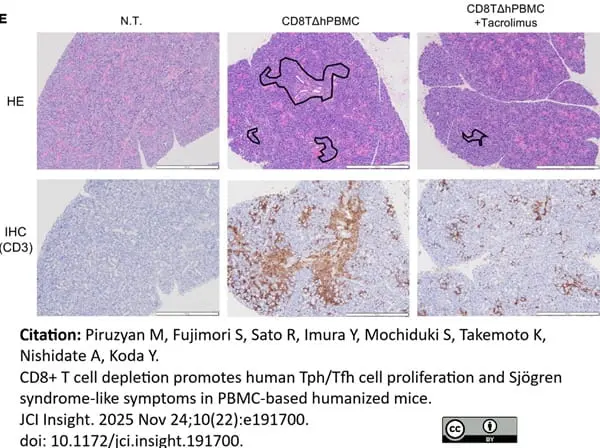 Anti Human CD3 Antibody, clone CD3-12 (Monoclonal Antibody Antibody) gallery image 38