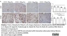 Anti Human CD3 Antibody, clone CD3-12 (Monoclonal Antibody Antibody) gallery image 39