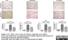 Anti Human CD3 Antibody, clone CD3-12 (Monoclonal Antibody Antibody) gallery image 4