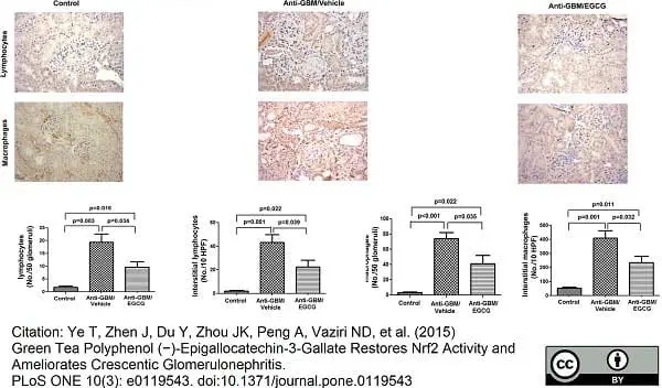Anti Human CD3 Antibody, clone CD3-12 (Monoclonal Antibody Antibody) gallery image 4