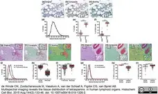 Anti Human CD3 Antibody, clone CD3-12 (Monoclonal Antibody Antibody) gallery image 7