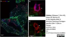 Anti Human CD3 Antibody, clone CD3-12 (Monoclonal Antibody Antibody) gallery image 8