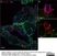 Anti Human CD3 Antibody, clone CD3-12 (Monoclonal Antibody Antibody) thumbnail image 7