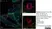 Anti Human CD3 Antibody, clone CD3-12 (Monoclonal Antibody Antibody) thumbnail image 8