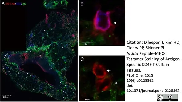 Anti Human CD3 Antibody, clone CD3-12 (Monoclonal Antibody Antibody) gallery image 8