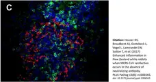Anti Human CD3 Antibody, clone CD3-12 (Monoclonal Antibody Antibody) gallery image 9