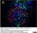 Anti Human CD3 Antibody, clone CD3-12 (Monoclonal Antibody Antibody) thumbnail image 9
