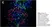 Anti Human CD3 Antibody, clone CD3-12 (Monoclonal Antibody Antibody) thumbnail image 9