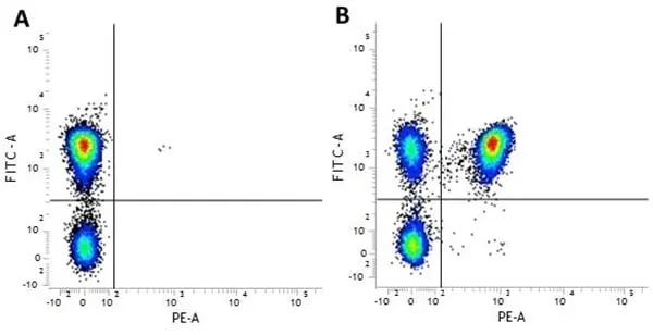 Anti Human CD3 Antibody, clone MEM-57 gallery image 2
