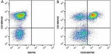 Anti Human CD3 Antibody, clone UCHT1 gallery image 112