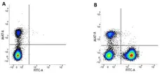 Anti Human CD3 Antibody, clone UCHT1 gallery image 13