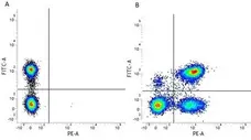 Anti Human CD3 Antibody, clone UCHT1 gallery image 14