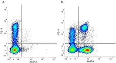 Anti Human CD3 Antibody, clone UCHT1 gallery image 15