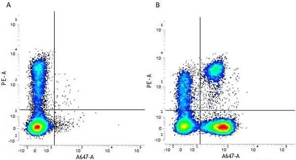 Anti Human CD3 Antibody, clone UCHT1 gallery image 15