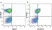 Anti Human CD3 Antibody, clone UCHT1 thumbnail image 167