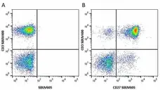 Anti Human CD3 Antibody, clone UCHT1 gallery image 169