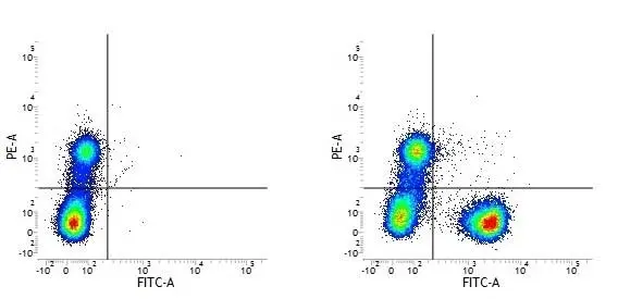 Anti Human CD3 Antibody, clone UCHT1 gallery image 17