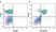 Anti Human CD3 Antibody, clone UCHT1 thumbnail image 173