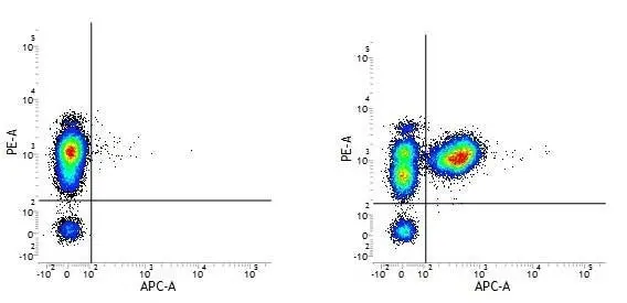 Anti Human CD3 Antibody, clone UCHT1 gallery image 18