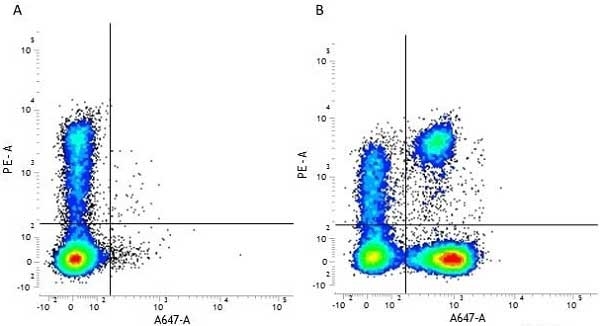 Anti Human CD3 Antibody, Clone UCHT1 | Bio-Rad