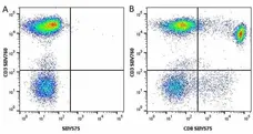 Anti Human CD3 Antibody, clone UCHT1 gallery image 218