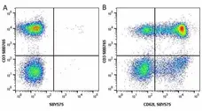 Anti Human CD3 Antibody, clone UCHT1 gallery image 223