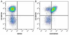 Anti Human CD3 Antibody, clone UCHT1 gallery image 249