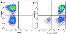 Anti Human CD3 Antibody, clone UCHT1 gallery image 261