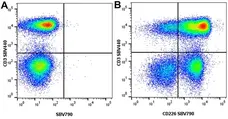 Anti Human CD3 Antibody, clone UCHT1 gallery image 308