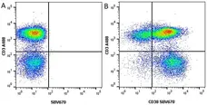 Anti Human CD3 Antibody, clone UCHT1 gallery image 34