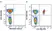 Anti Human CD3 Antibody, clone UCHT1 thumbnail image 344