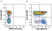 Anti Human CD3 Antibody, clone UCHT1 thumbnail image 364