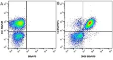 Anti Human CD3 Antibody, clone UCHT1 gallery image 38