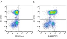 Anti Human CD3 Antibody, clone UCHT1 gallery image 384