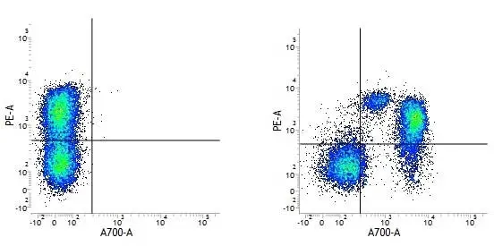 Anti Human CD3 Antibody, clone UCHT1 gallery image 4